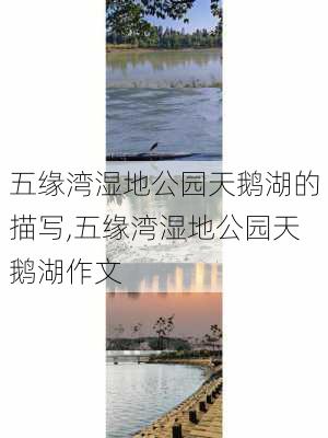 五缘湾湿地公园天鹅湖的描写,五缘湾湿地公园天鹅湖作文