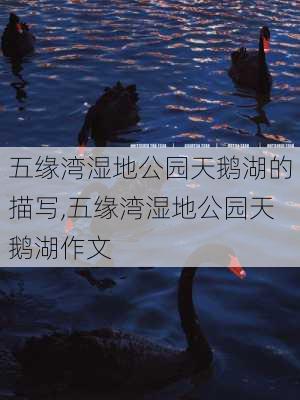 五缘湾湿地公园天鹅湖的描写,五缘湾湿地公园天鹅湖作文