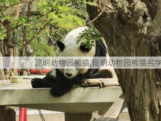 昆明动物园熊猫,昆明动物园熊猫名字