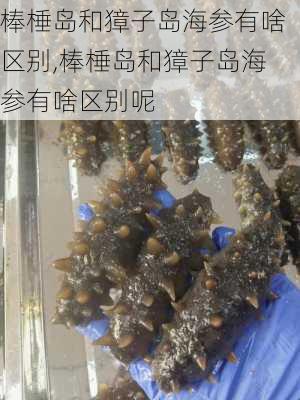 棒棰岛和獐子岛海参有啥区别,棒棰岛和獐子岛海参有啥区别呢