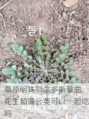 草原明珠鄂尔多斯歌曲,花生和蒲公英可以一起吃吗