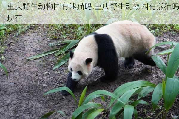 重庆野生动物园有熊猫吗,重庆野生动物园有熊猫吗现在