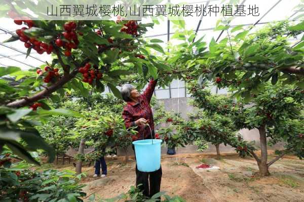 山西翼城樱桃,山西翼城樱桃种植基地