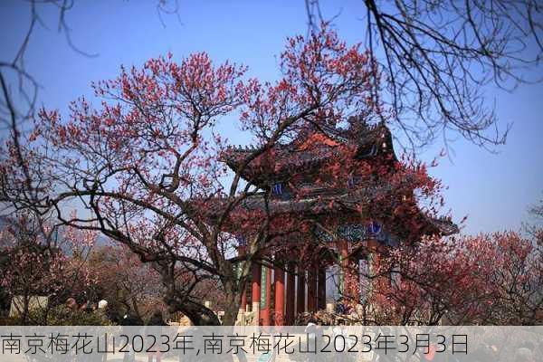 南京梅花山2023年,南京梅花山2023年3月3日