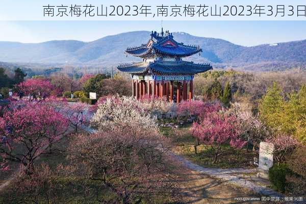 南京梅花山2023年,南京梅花山2023年3月3日