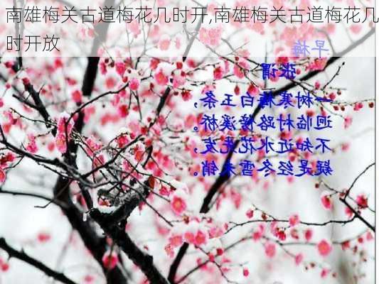 南雄梅关古道梅花几时开,南雄梅关古道梅花几时开放