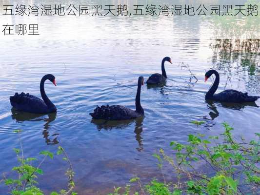 五缘湾湿地公园黑天鹅,五缘湾湿地公园黑天鹅在哪里