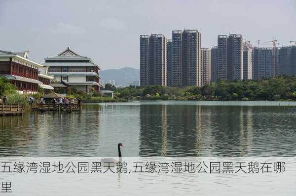 五缘湾湿地公园黑天鹅,五缘湾湿地公园黑天鹅在哪里