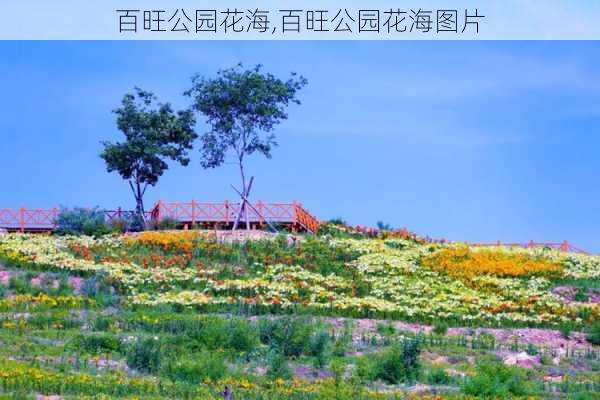 百旺公园花海,百旺公园花海图片