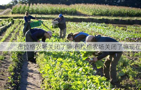 布拉格农场关闭了嘛,布拉格农场关闭了嘛现在