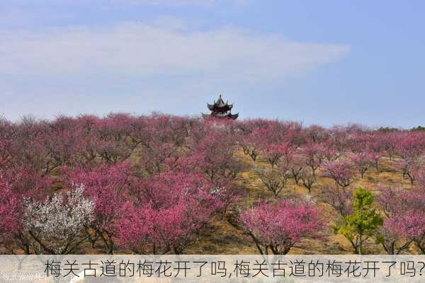 梅关古道的梅花开了吗,梅关古道的梅花开了吗?