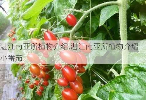 湛江南亚所植物介绍,湛江南亚所植物介绍 小番茄