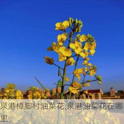 泉港樟脚村油菜花,泉港油菜花在哪里