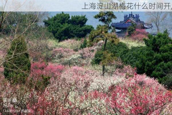 上海淀山湖梅花什么时间开,