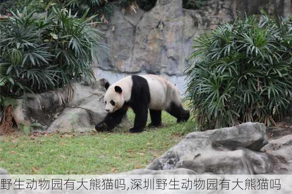 野生动物园有大熊猫吗,深圳野生动物园有大熊猫吗