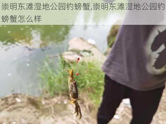 崇明东滩湿地公园钓螃蟹,崇明东滩湿地公园钓螃蟹怎么样