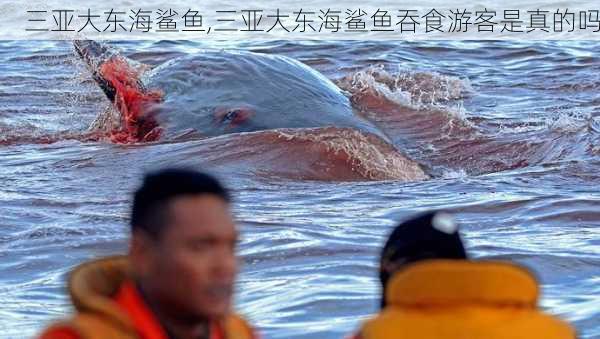 三亚大东海鲨鱼,三亚大东海鲨鱼吞食游客是真的吗