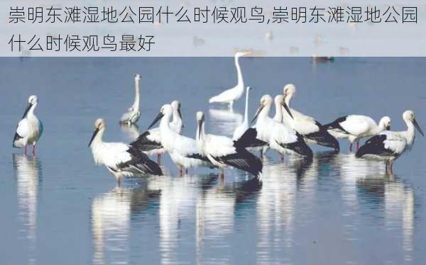 崇明东滩湿地公园什么时候观鸟,崇明东滩湿地公园什么时候观鸟最好