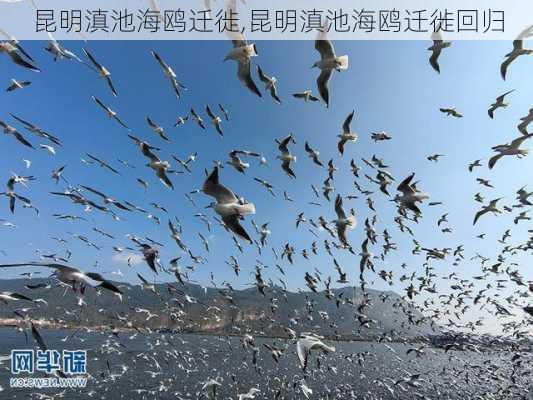 昆明滇池海鸥迁徙,昆明滇池海鸥迁徙回归