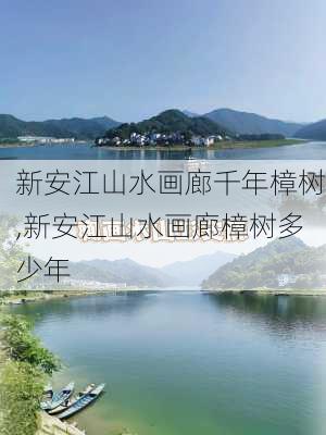 新安江山水画廊千年樟树,新安江山水画廊樟树多少年