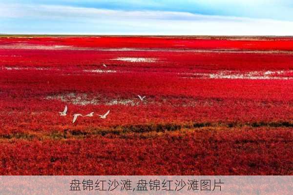 盘锦红沙滩,盘锦红沙滩图片