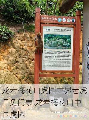 龙岩梅花山虎园世界老虎日免门票,龙岩梅花山中国虎园