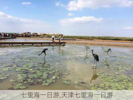 七里海一日游,天津七里海一日游