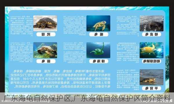 广东海龟自然保护区,广东海龟自然保护区简介资料