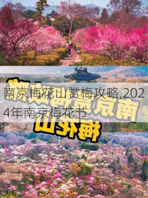 南京梅花山赏梅攻略,2024年南京梅花节