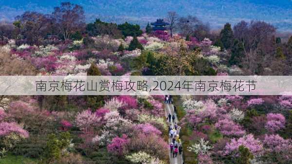 南京梅花山赏梅攻略,2024年南京梅花节