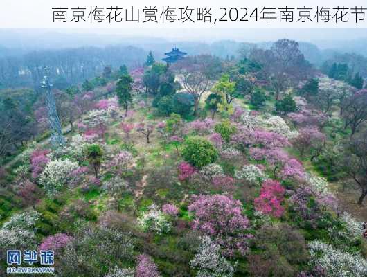 南京梅花山赏梅攻略,2024年南京梅花节