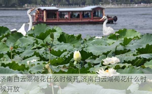 济南白云湖荷花什么时候开,济南白云湖荷花什么时候开放