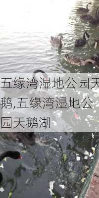 五缘湾湿地公园天鹅,五缘湾湿地公园天鹅湖