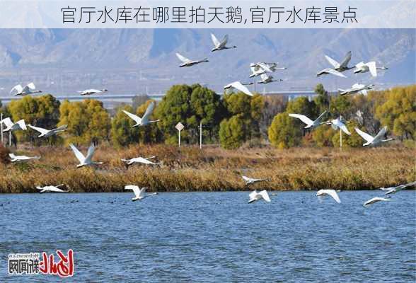 官厅水库在哪里拍天鹅,官厅水库景点