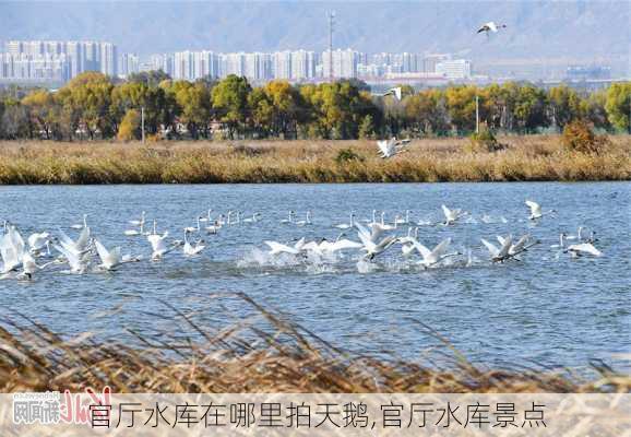 官厅水库在哪里拍天鹅,官厅水库景点