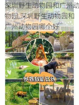 深圳野生动物园和广州动物园,深圳野生动物园和广州动物园哪个好