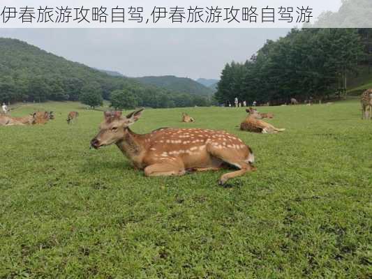 伊春旅游攻略自驾,伊春旅游攻略自驾游