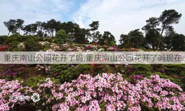 重庆南山公园花开了吗,重庆南山公园花开了吗现在