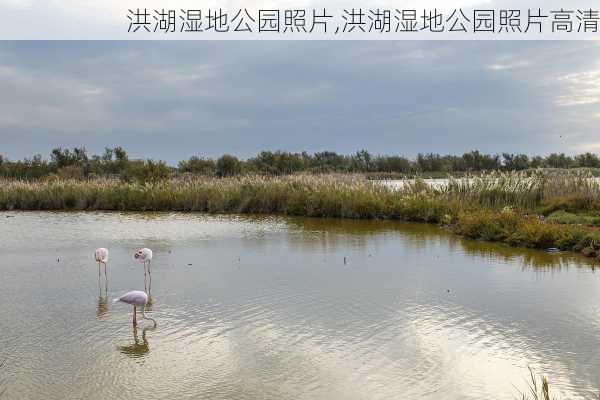 洪湖湿地公园照片,洪湖湿地公园照片高清