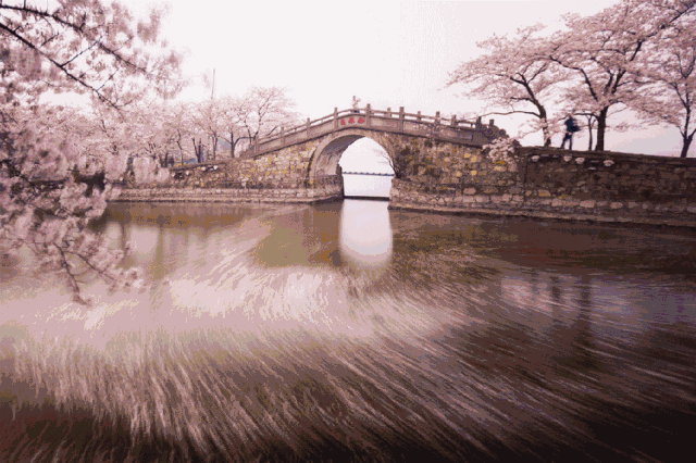 无锡鼋头渚樱花节动图,无锡市鼋头渚景区樱花节