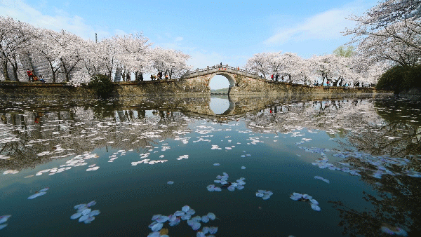 无锡鼋头渚樱花节动图,无锡市鼋头渚景区樱花节