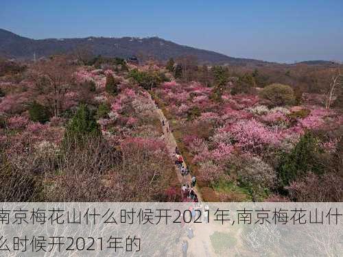 南京梅花山什么时候开2021年,南京梅花山什么时候开2021年的