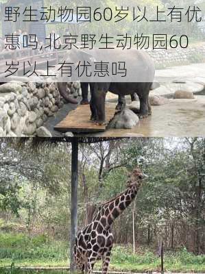 野生动物园60岁以上有优惠吗,北京野生动物园60岁以上有优惠吗