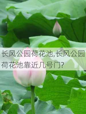 长风公园荷花池,长风公园荷花池靠近几号门?