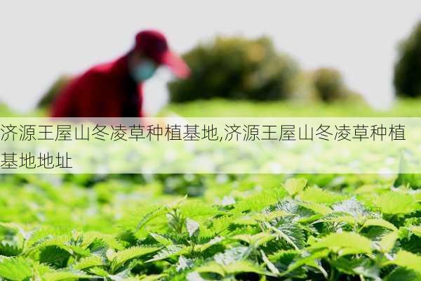 济源王屋山冬凌草种植基地,济源王屋山冬凌草种植基地地址