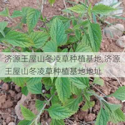 济源王屋山冬凌草种植基地,济源王屋山冬凌草种植基地地址