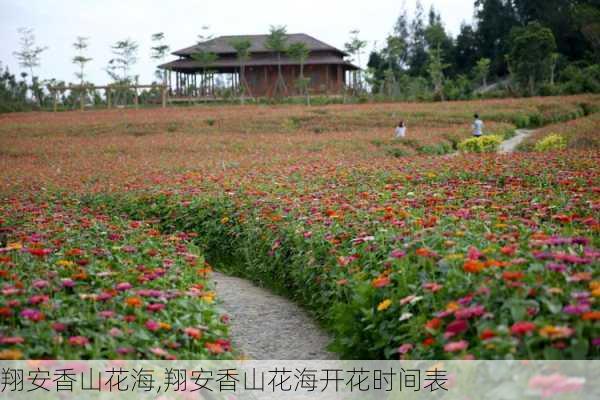 翔安香山花海,翔安香山花海开花时间表