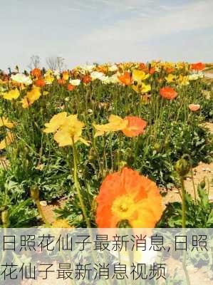 日照花仙子最新消息,日照花仙子最新消息视频