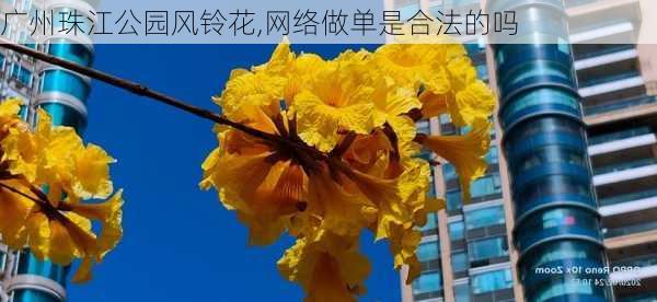 广州珠江公园风铃花,网络做单是合法的吗