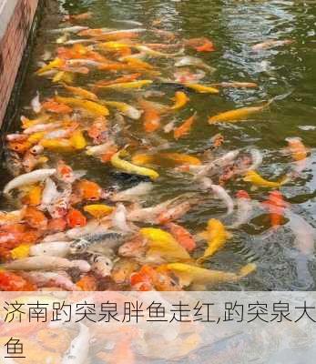 济南趵突泉胖鱼走红,趵突泉大鱼